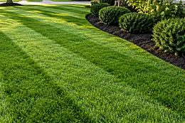 A freshly mown lawn with mowing stripes beside a bed of trimmed shrubs